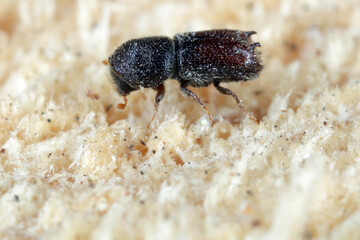 Bidentated bark beetle (Pityogenes bidentatus)  is a species of bark beetle native to Europe.