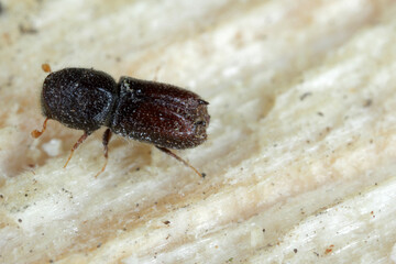 Bidentated bark beetle (Pityogenes bidentatus)  is a species of bark beetle native to Europe.