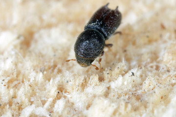 Bidentated bark beetle (Pityogenes bidentatus)  is a species of bark beetle native to Europe.