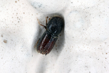 Bidentated bark beetle (Pityogenes bidentatus)  is a species of bark beetle native to Europe.