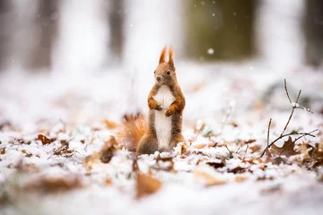 Poster European squirrel in winter on feeder © jakubstepan