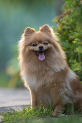 Close-up portrait of a cute fluffy and smiling pomeranian dog.