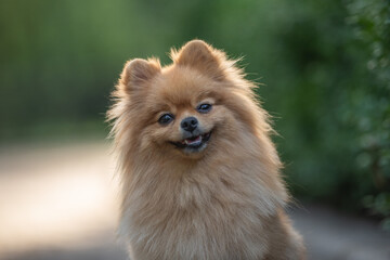 Close-up portrait of a cute fluffy and smiling pomeranian dog.