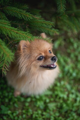 Close-up portrait of a cute fluffy and smiling pomeranian dog.