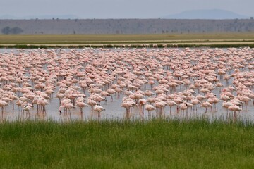 Naklejka premium flamingos in the lake