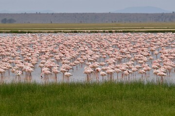 flamingos in the lake