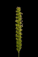 Crested Dog's Tail (Cynosurus cristatus). Inflorescence Closeup