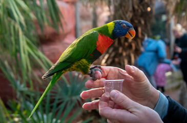 Lori, Parrot sitting on hand
