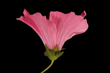 Fototapeta premium Royal Mallow (Malva trimestris). Flower Closeup