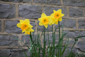 Spring daffodils growing in a uk woodland. Bright yellow flowers in springtime