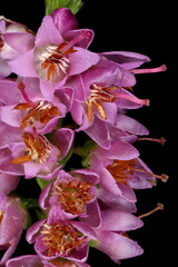 Common Heather (Calluna vulgaris). Inflorescence Detail Closeup
