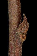 Japanese Spiraea (Spiraea japonica). Lateral Bud Closeup