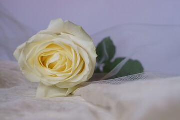 Beautiful background with yellowish rose	