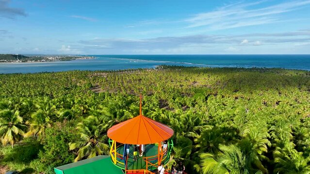Coconut trees plantation near Gunga Beach at Maceio Alagoas Brazil. Palm trees plantation at countryside of Maceio Alagoas Brazil. Rural scenery.