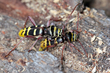 Macro photo of a long horn beetle - Plagionotus detritus. Beetle on oak bark.