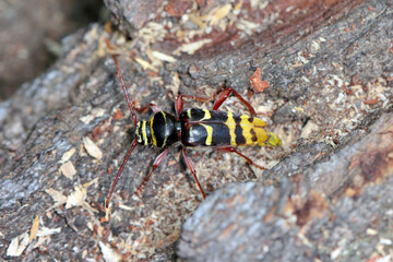 Macro photo of a long horn beetle - Plagionotus detritus. Beetle on oak bark.