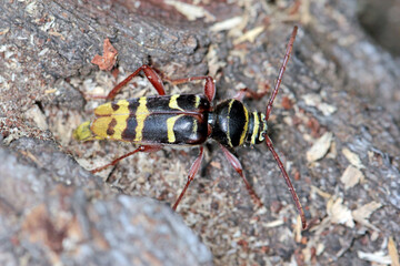 Macro photo of a long horn beetle - Plagionotus detritus. Beetle on oak bark.