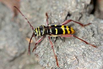 Macro photo of a long horn beetle - Plagionotus detritus. Beetle on oak bark.