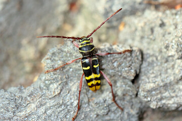 Macro photo of a long horn beetle - Plagionotus detritus. Beetle on oak bark.