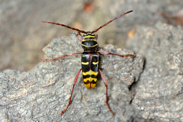 Macro photo of a long horn beetle - Plagionotus detritus. Beetle on oak bark.
