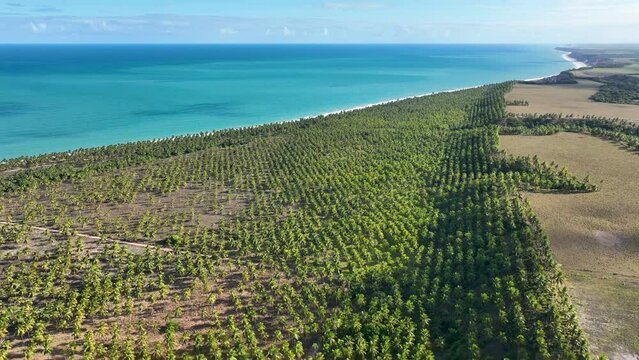 Coconut trees plantation near Gunga Beach at Maceio Alagoas Brazil. Palm trees plantation at countryside of Maceio Alagoas Brazil. Rural scenery.