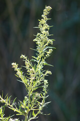 Common mugwort in bloom closeup view with selective focus on foreground