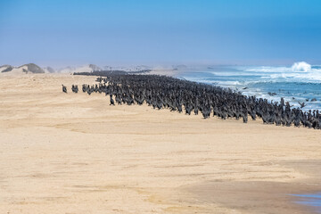 Namibia, thousands of cormorants on the shore, Skeleton coast, with the desert in background
