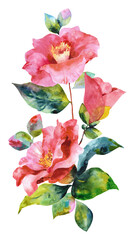 Hand drawn watercolor camellia. Collection of camellias, buds and leaves on a white background