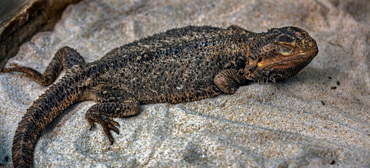 Bearded dragon on the sand. Latin name - Amphibolurus vitticeps