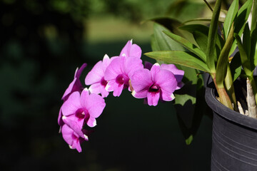Beautiful violet dendrobium orchid flower in the plantation .