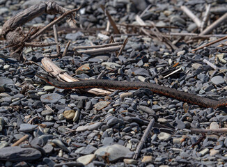 water snake on the bank of the Volga