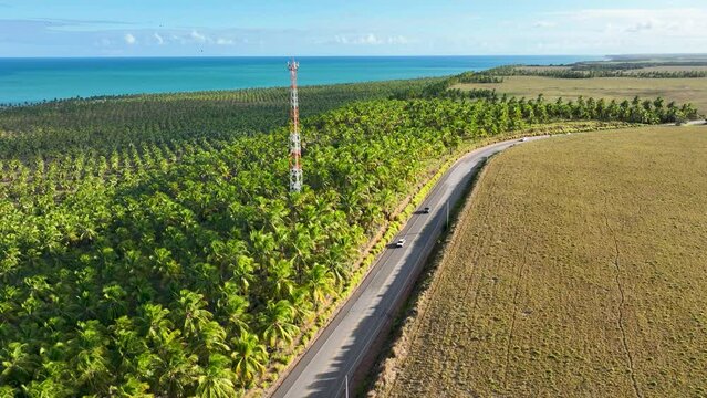 Coconut trees plantation near Gunga Beach at Maceio Alagoas Brazil. Palm trees plantation at countryside of Maceio Alagoas Brazil. Rural scenery.