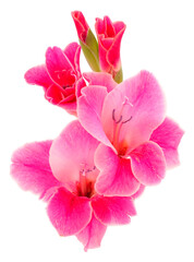 Naklejka na ściany i meble Beautiful pink gladiolus flower. Blank of congratulatory card.