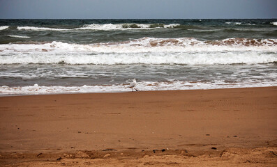 Seascape, beach, seashore, waves and holidays