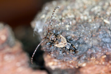 Lesser thorn-tipped longhorn beetle (Pogonocherus hispidus). Small insect in the family Cerambycidae. camouflaged as a bird dropping.