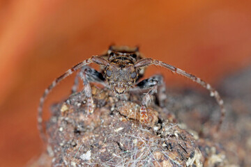 Lesser thorn-tipped longhorn beetle (Pogonocherus hispidus). Small insect in the family Cerambycidae. camouflaged as a bird dropping.
