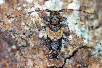 Lesser thorn-tipped longhorn beetle (Pogonocherus hispidus). Small insect in the family Cerambycidae. camouflaged as a bird dropping.