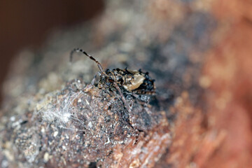 Lesser thorn-tipped longhorn beetle (Pogonocherus hispidus). Small insect in the family...