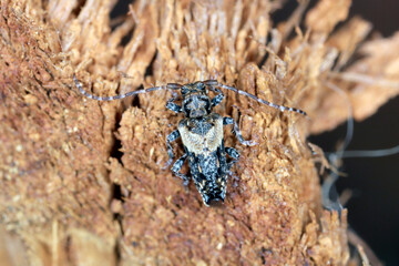 Lesser thorn-tipped longhorn beetle (Pogonocherus hispidus). Small insect in the family Cerambycidae. camouflaged as a bird dropping.