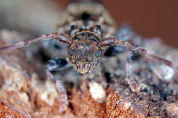 Lesser thorn-tipped longhorn beetle (Pogonocherus hispidus). Small insect in the family Cerambycidae. camouflaged as a bird dropping.