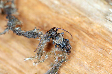 Lesser thorn-tipped longhorn beetle (Pogonocherus hispidus). Small insect in the family Cerambycidae. camouflaged as a bird dropping.
