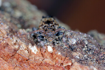 Lesser thorn-tipped longhorn beetle (Pogonocherus hispidus). Small insect in the family Cerambycidae. camouflaged as a bird dropping.