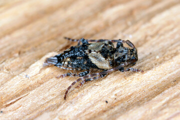Lesser thorn-tipped longhorn beetle (Pogonocherus hispidus). Small insect in the family Cerambycidae. camouflaged as a bird dropping.