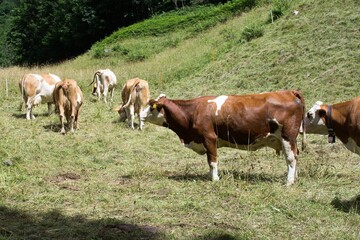Fototapeta na wymiar evocative image of grazing cows waiting for milking in Italy 