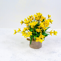 Yellow flowers of a forest tulip in a ceramic vase on a white background. The basis for the postcard. Mother's Day, 8 March. The basis for the postcard. Place for an inscription.