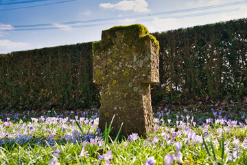 An old unnamed tombstone with pink crocuses in springtime
