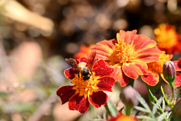 closeup the red yellow marigold flower with brown honeybee in the garden over out of focus yellow green background.