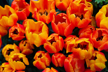 yellow-red tulips in the garden, blurred floral background