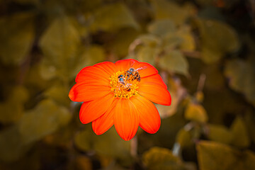 Abelhas do cerrado no Centro-Oeste