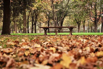 Low angle seat bench, wooden made street bench during autumn leaf and green grass background.